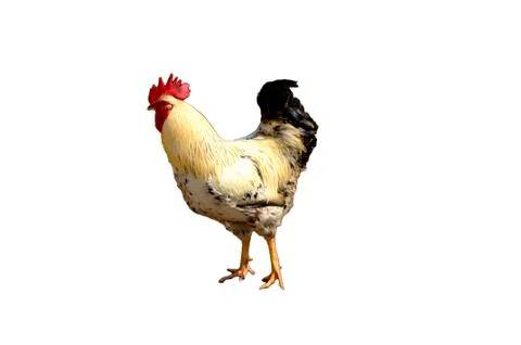 Rooster  isolated Stock Photos