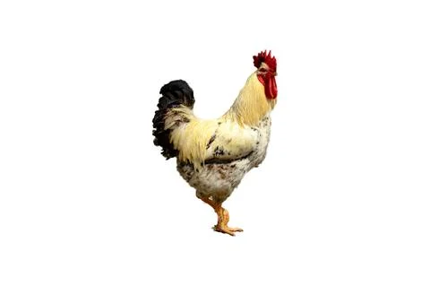 Rooster  isolated Stock Photos