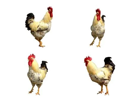 Rooster  isolated Stock Photos