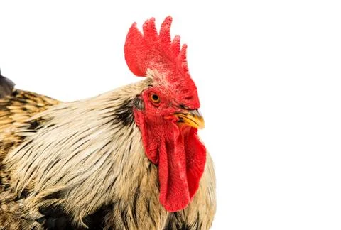 Rooster isolated Stock Photos
