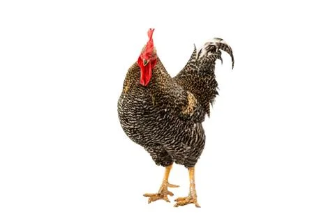 Rooster isolated Stock Photos