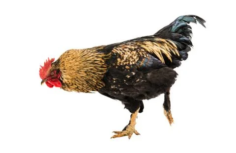 Rooster isolated Stock Photos