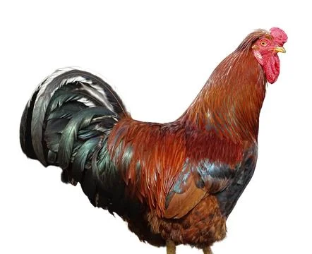 Rooster isolated on white background. Colored rooster Фото
