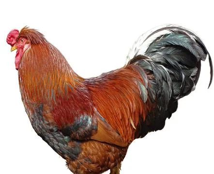 Rooster isolated on white background. Colored rooster 写真素材