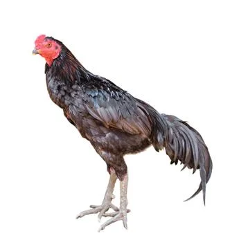 Rooster isolated on white background Stock Photos
