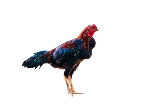 Rooster isolated on white background Foto stock