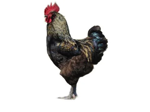 Rooster isolated on white background Stockfoto's