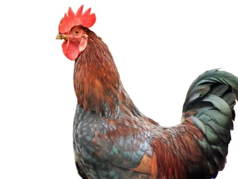Rooster isolated on white background Fotos de archivo