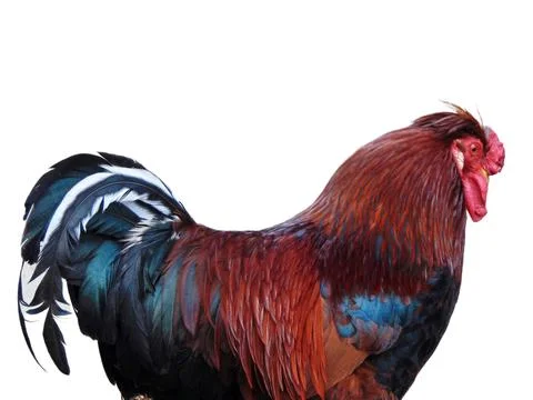Rooster isolated on white background Photos