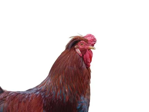 Rooster isolated on white background 스톡 사진