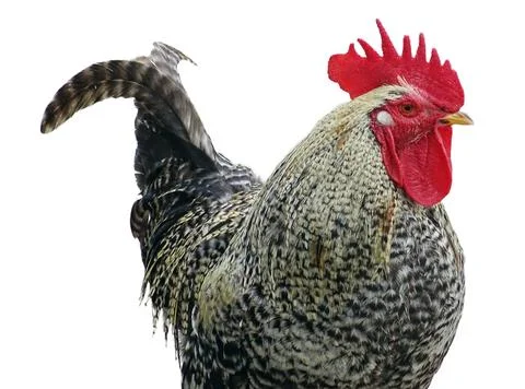 Rooster isolated on white background Fotos de archivo