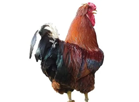 Rooster isolated on white background Фото