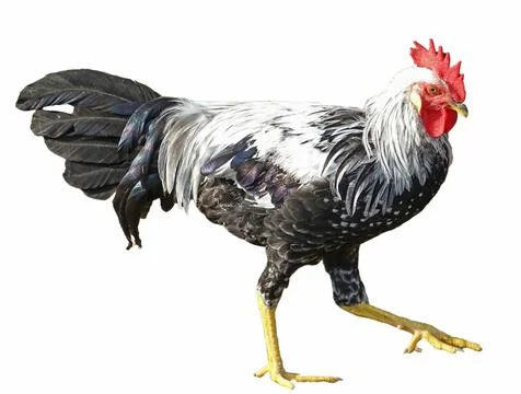 Rooster isolated on white background Фото