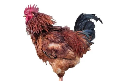 Rooster isolated on white background 写真素材