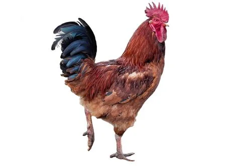 Rooster isolated on white background Stock Photos