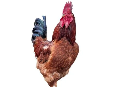 Rooster isolated on white background Fotos de archivo