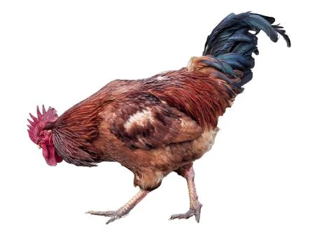 Rooster isolated on white background Fotos de archivo