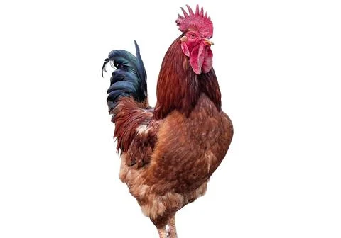 Rooster isolated on white background Stock Photos