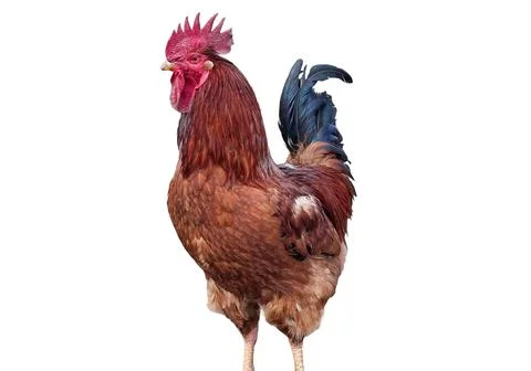 Rooster isolated on white background Stock Photos