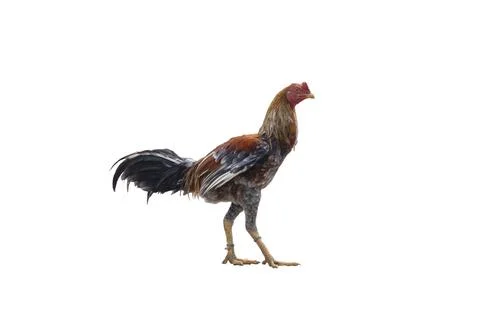 Rooster isolated on white background Stock Photos