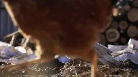 Rooster jumps Stock Footage 84186922