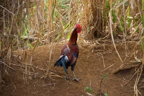 Rooster Kauai Stock-Fotos