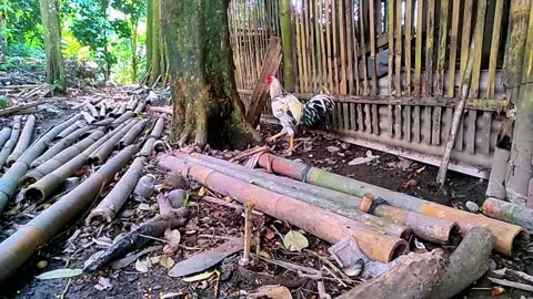 The Rooster knows How to Hiding Stock Footage 286987540