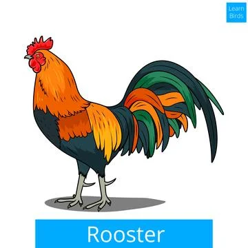 Rooster learn birds educational game vector Stock Illustration