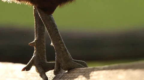 Rooster Legs Stock Footage 26595417