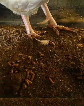Rooster legs Stock Photos
