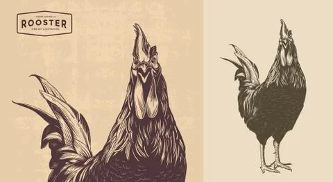 Rooster line art Stock Illustration