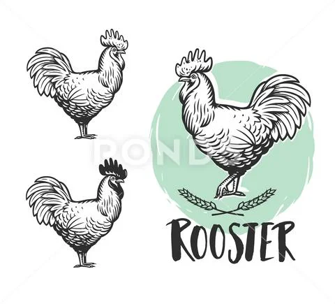 Rooster logotypes set. Hen meat and eggs vintage produce elements. Stock Illustration