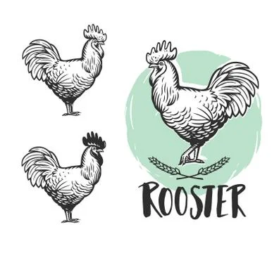 Rooster logotypes set. Hen meat and eggs vintage produce elements. Illustrazione stock