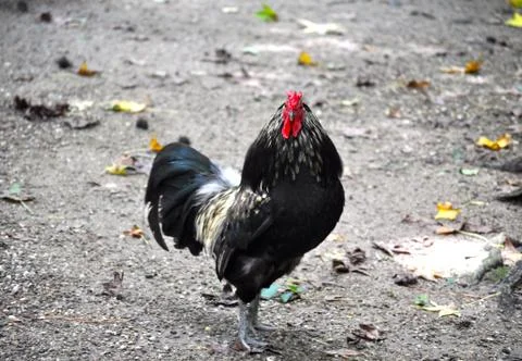 Rooster look 写真素材