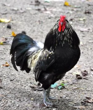 Rooster look Stock Photos