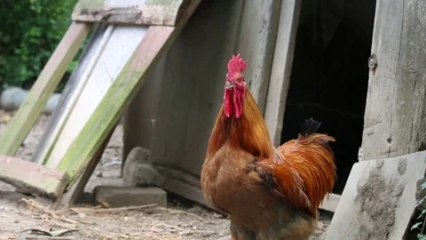 Rooster looking around Stock Footage