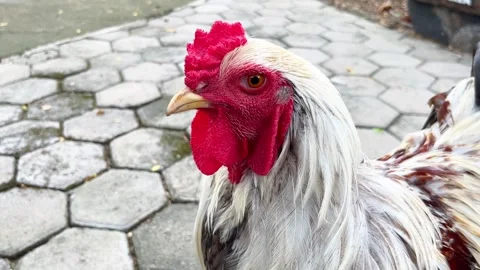 Rooster looking around Stock Footage 281039541