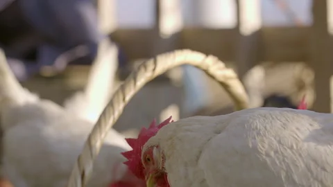 A rooster looking around, slow motion Stock Footage 133535143