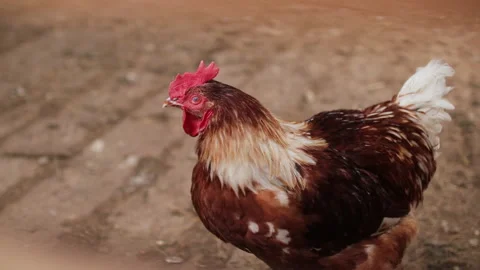 Rooster Looking At Camera And Posing In The Village Yard Stock Footage 156037358