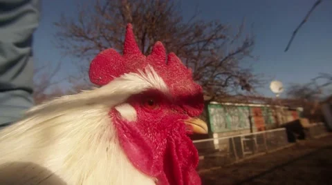 Rooster Looking Into The Camera Before Being Killed Stock Footage 59758881