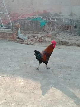 Rooster looking into the camera Stock Photos
