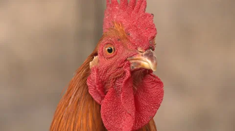 Rooster looking curious Stock Footage 32420397