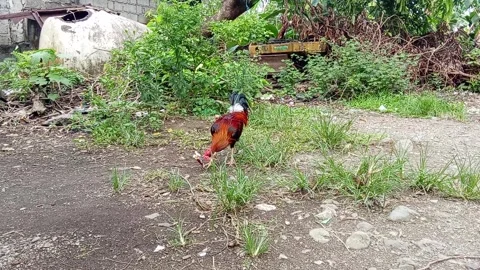 The rooster is looking for food Stock Footage 324632946
