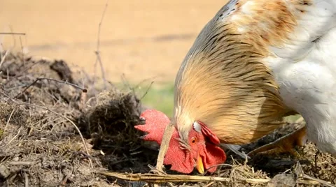Rooster looking for something to eat Stock Footage 40145160