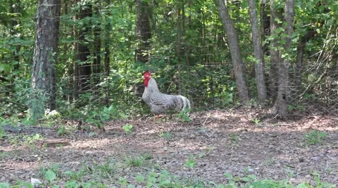 Rooster looks around Stock Footage 6801092