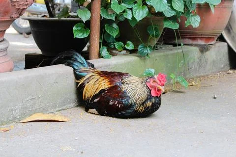 The rooster is lying in the garden Stock Photos