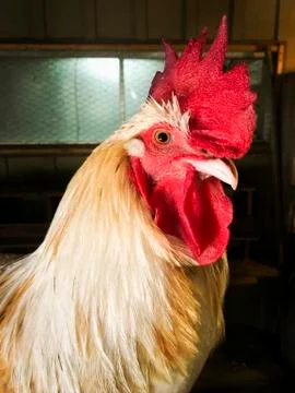 Rooster making eye contact. Stock Photos