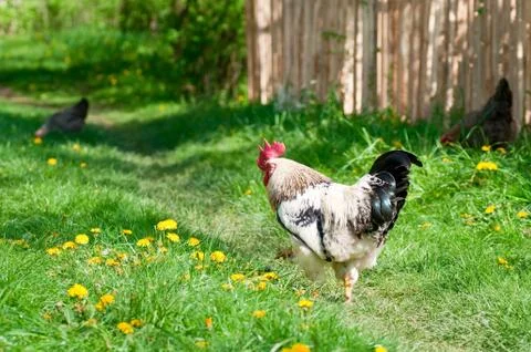 Rooster in the meadow Stock Photos