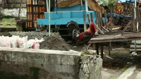 Rooster in middle of the city Vídeos de archivo 10827645