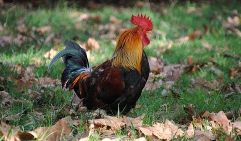 Rooster in the middle of a field with fallen tree leaves Stock Photos